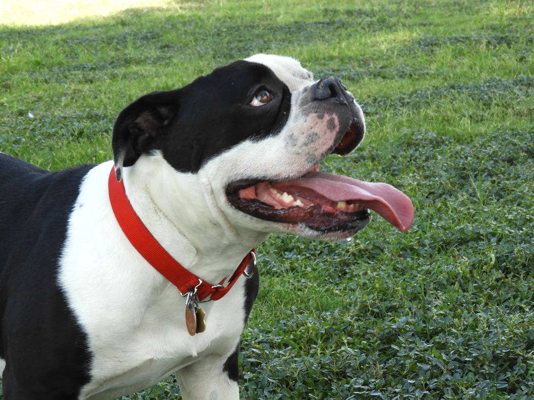 Axel at Craig Ranch Regional Park on Monday, Aug. 26, 2019. (Mat Luschek/Las Vegas Review-Journal)