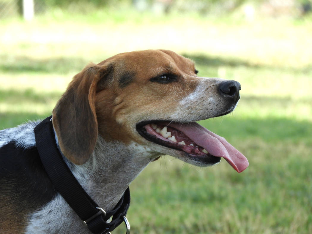 A dog at Craig Ranch Regional Park on Monday, Aug. 26, 2019. (Mat Luschek/Las Vegas Review-Journal)