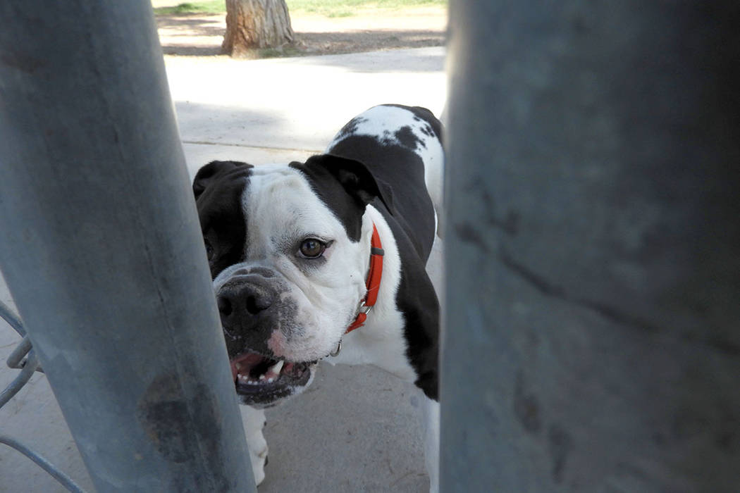 Axel at Craig Ranch Regional Park on Monday, Aug. 26, 2019. (Mat Luschek/Las Vegas Review-Journal)