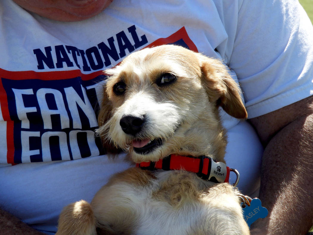 A dog and her owner at Kellogg-Zaher Sports Complex Dog Park on Monday, Aug. 26, 2019. (Mat Lus ...