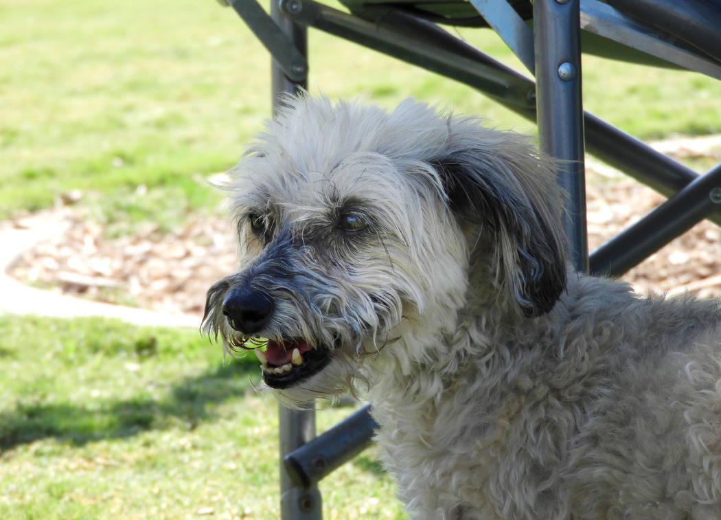 Jasper at Kellogg-Zaher Sports Complex Dog Park on Monday, Aug. 26, 2019. (Mat Luschek/Las Vega ...