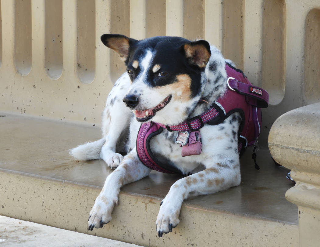 Elsie at Kellogg-Zaher Sports Complex Dog Park on Monday, Aug. 26, 2019. (Mat Luschek/Las Vegas ...