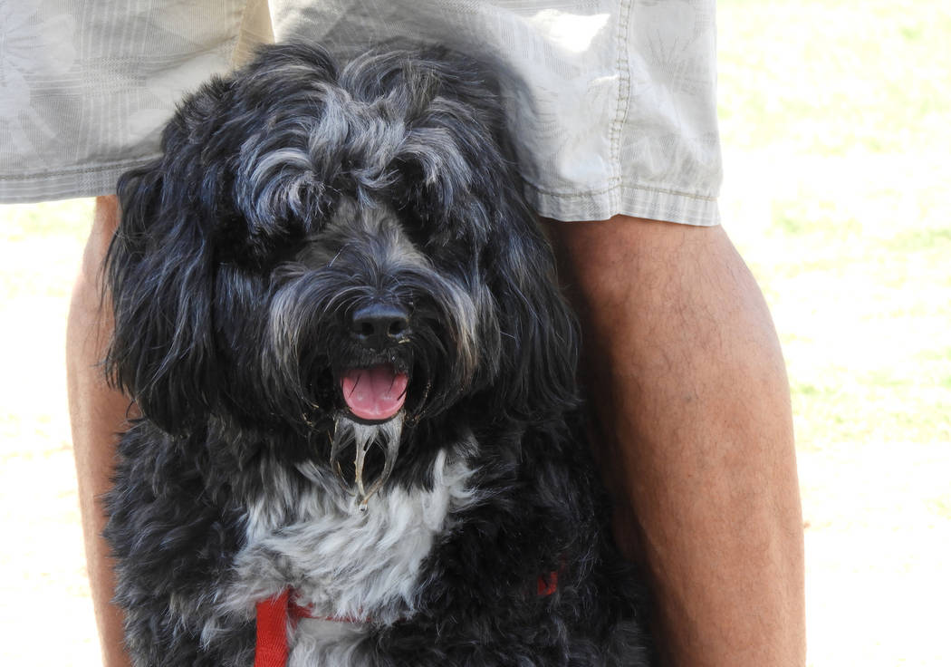 Gus at Kellogg-Zaher Sports Complex Dog Park on Monday, Aug. 26, 2019. (Mat Luschek/Las Vegas R ...