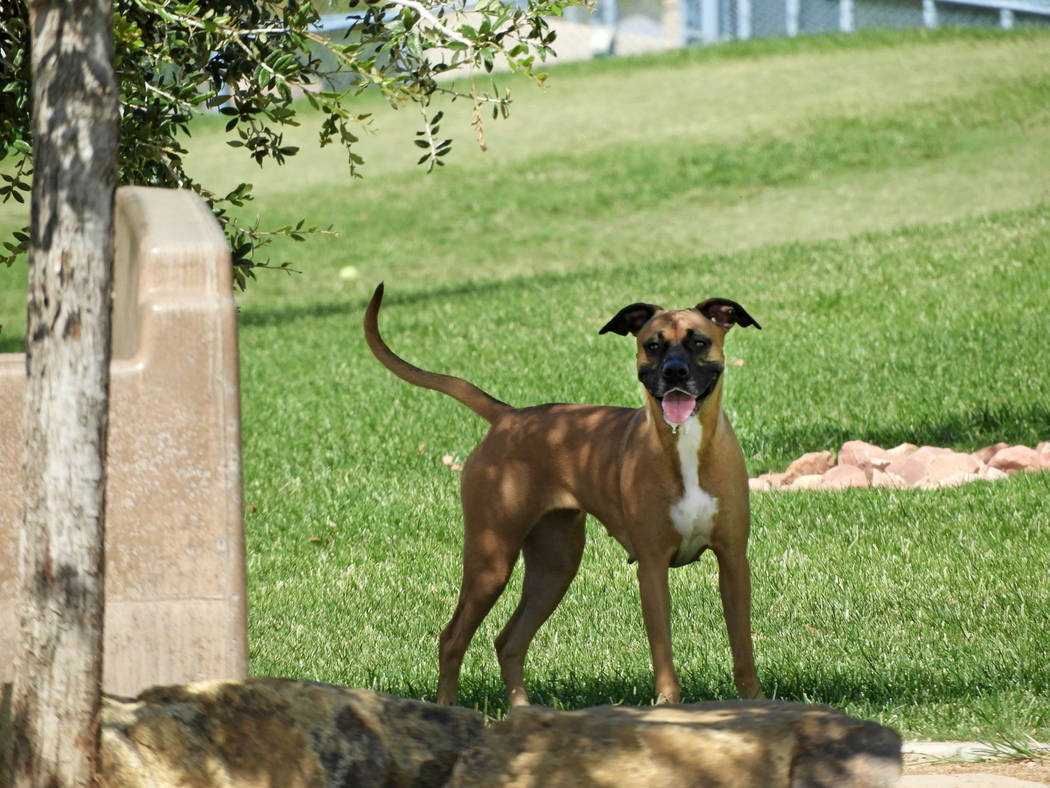 A dog at Kellogg-Zaher Sports Complex Dog Park on Monday, Aug. 26, 2019. (Mat Luschek/Las Vegas ...