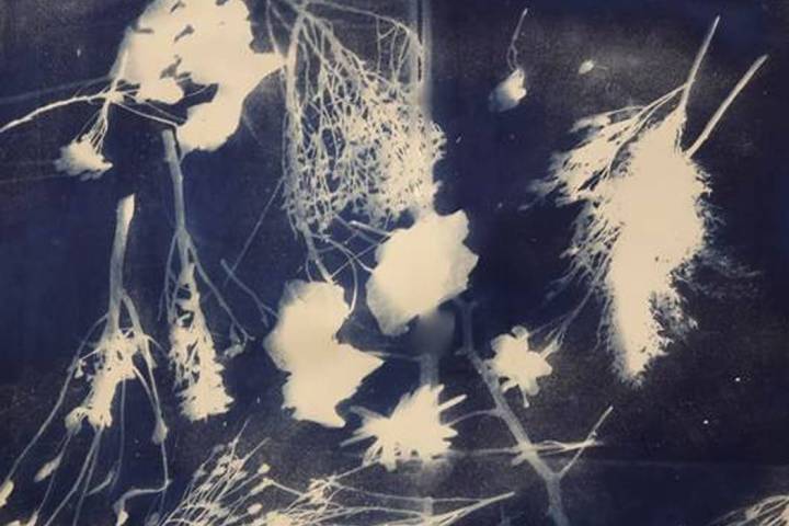 Equipo Academy Middle School students created photograms for the “Photography and the Environ ...