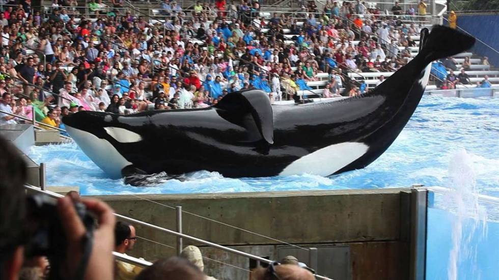"Blackfish" (File photo)