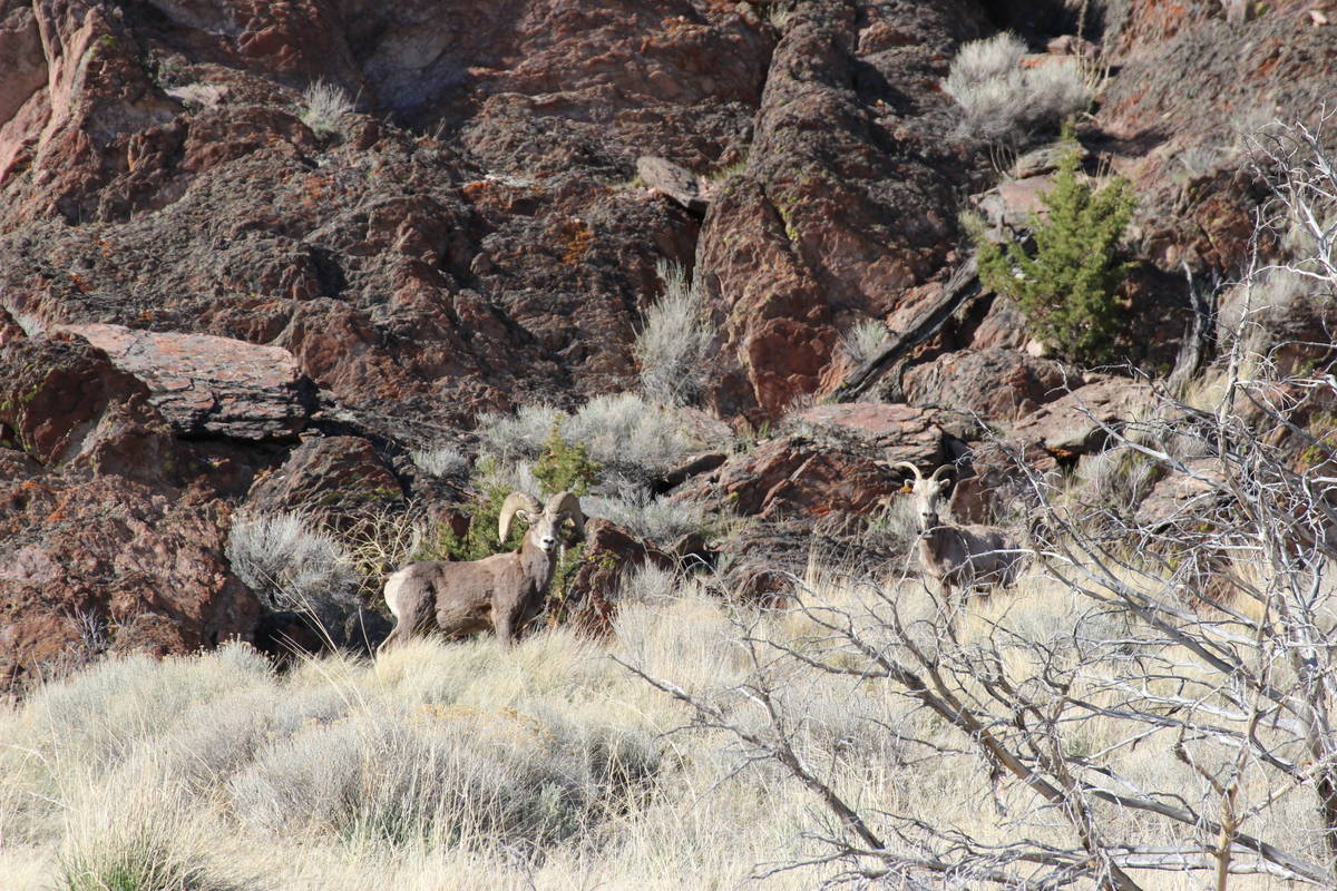 Look for California bighorn sheep in Sheldon’s canyons and the rocky tablelands. (Deborah Wal ...