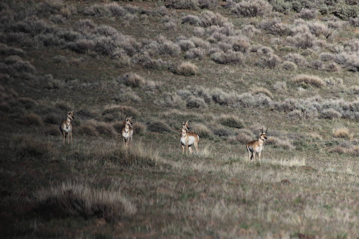 American pronghorn depend on the sagebrush habitat found in Sheldon National Wildlife Refuge. ( ...