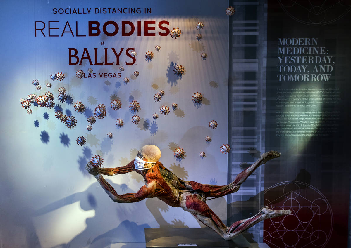 The effects of COVID-19 are examined within the REAL BODIES at Bally's exhibit while looking ba ...