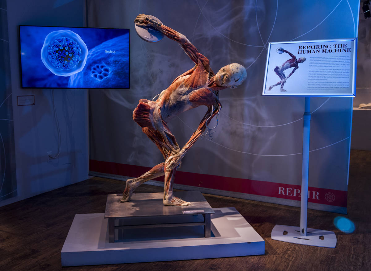 Repairing the human body from the effects of COVID-19 is examined within the REAL BODIES at Bal ...