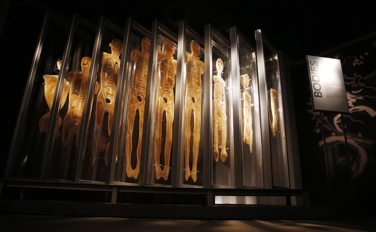 A cross-section of human bodies are shown at "Bodies ... The Exhibition" at Luxor. (Premier Exh ...