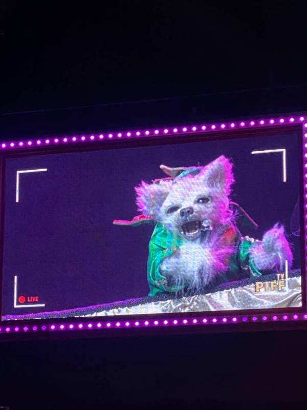 The vaunted Mr. Piffles puppet makes his stage debut at Flamingo Showroom on Thursday, Oct. 29, ...