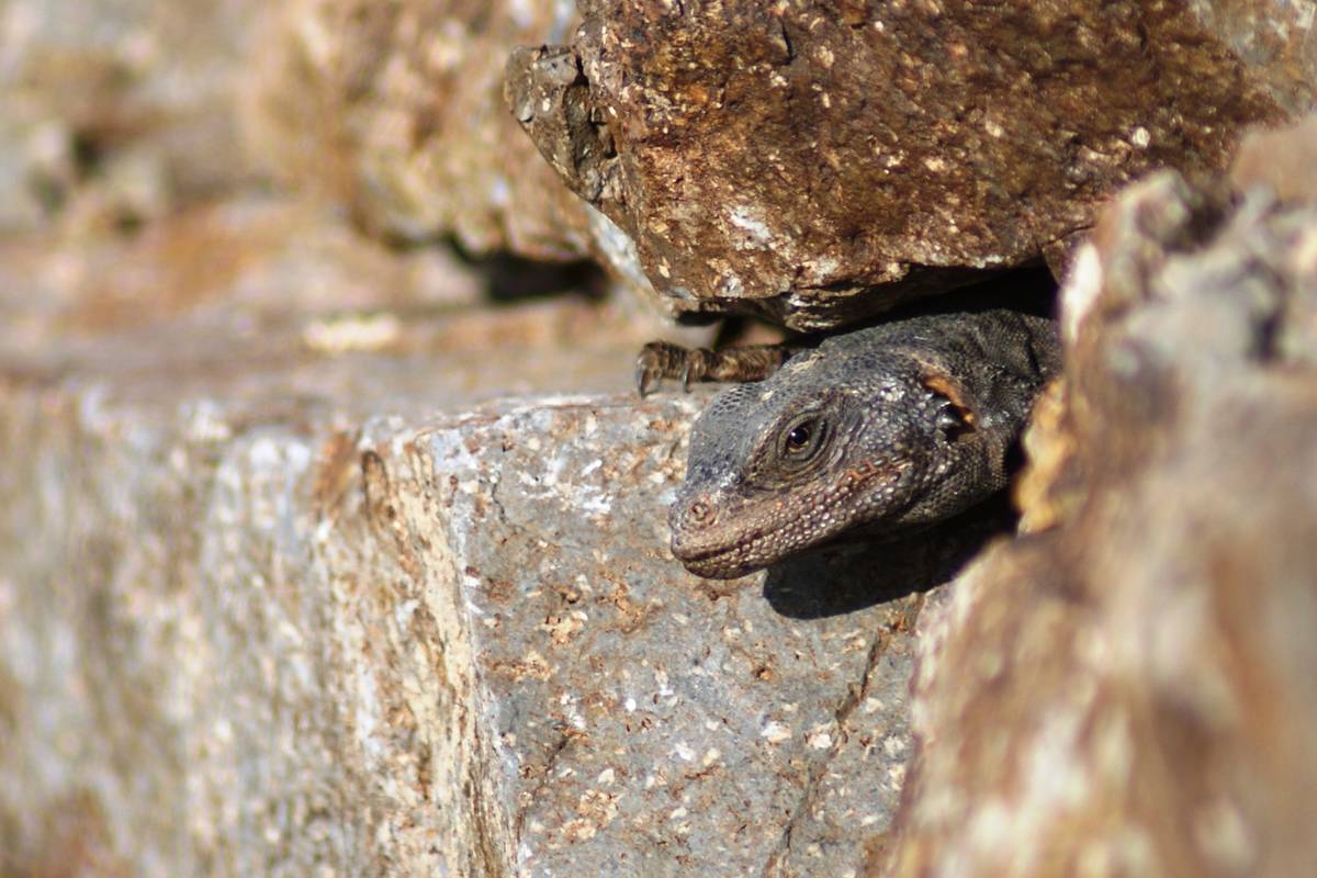A chuckwalla peeks out from its hiding spot along the River Mountain Hiking Trail. (Natalie Bur ...