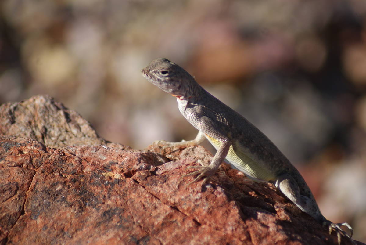 Zebra-tailed lizards run along the River Mountain Hiking Trail. (Natalie Burt/Las Vegas Review- ...