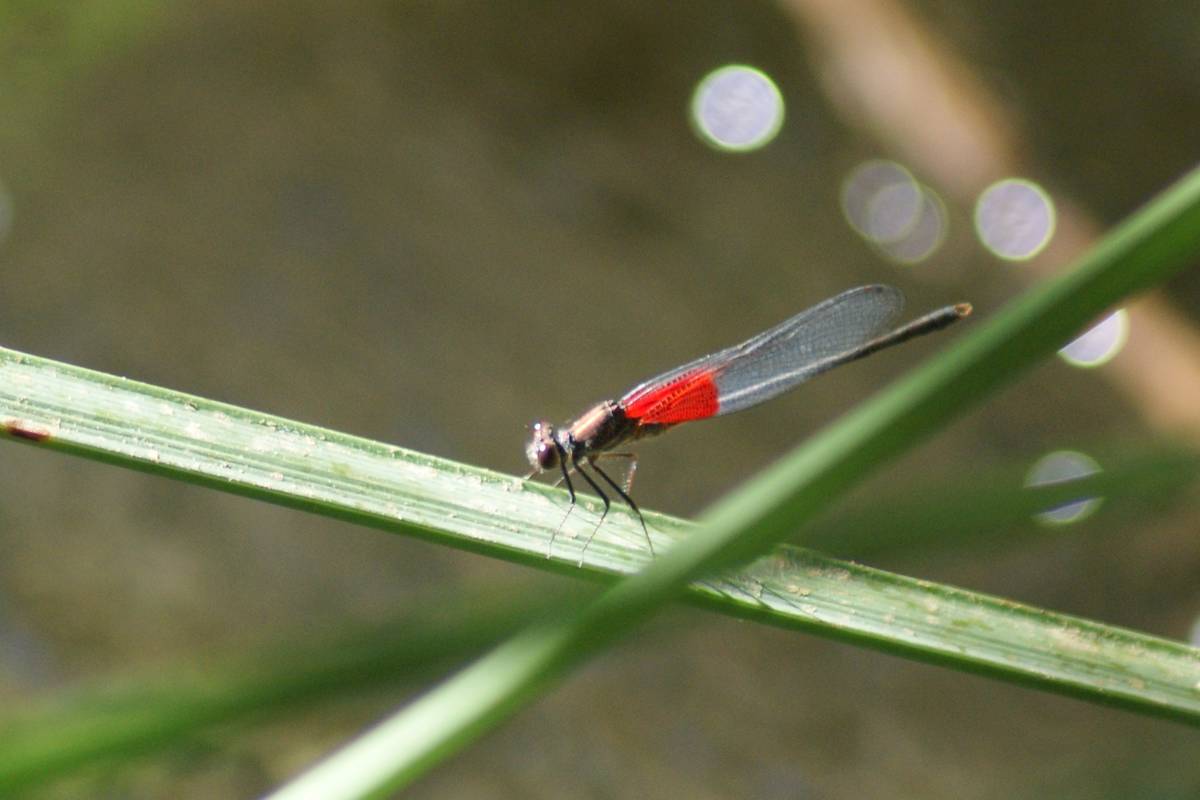 American rubyspot damselfly at Warm Springs Natural Area. (Natalie Burt Las Vegas Review-Journal)