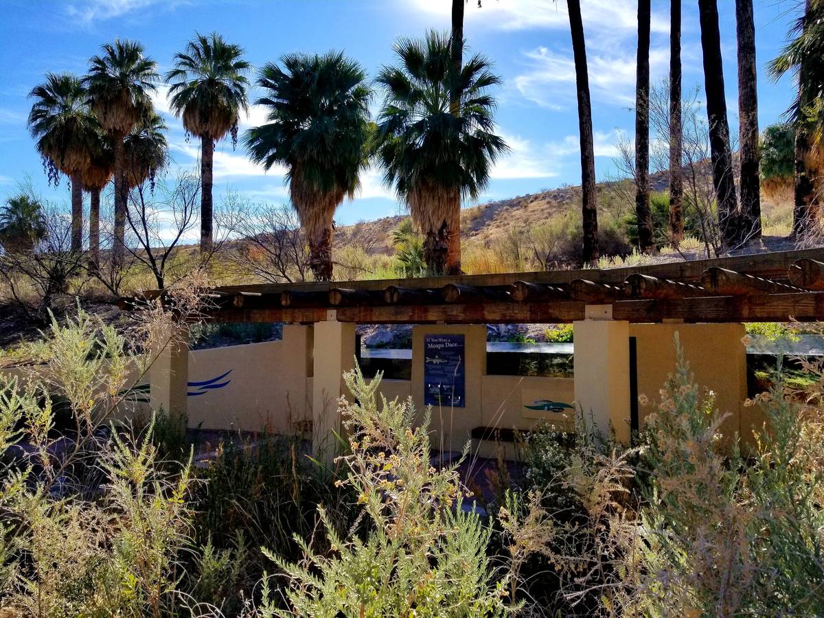 An endangered species, the Moapa dace survives in only one place in the world — the warm Mudd ...