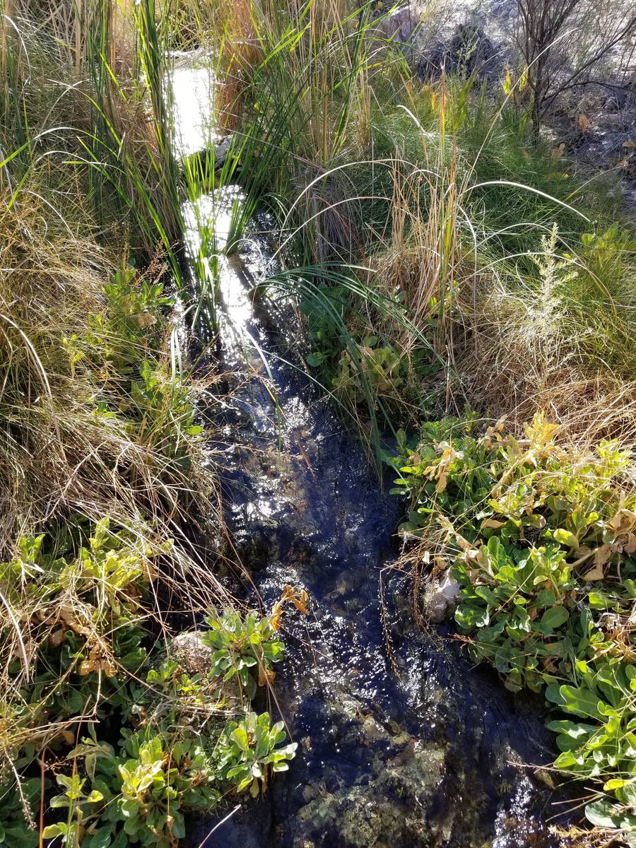 Paths wind through Warm Springs Natural Area’s 1,200 acres of protected land with views of st ...