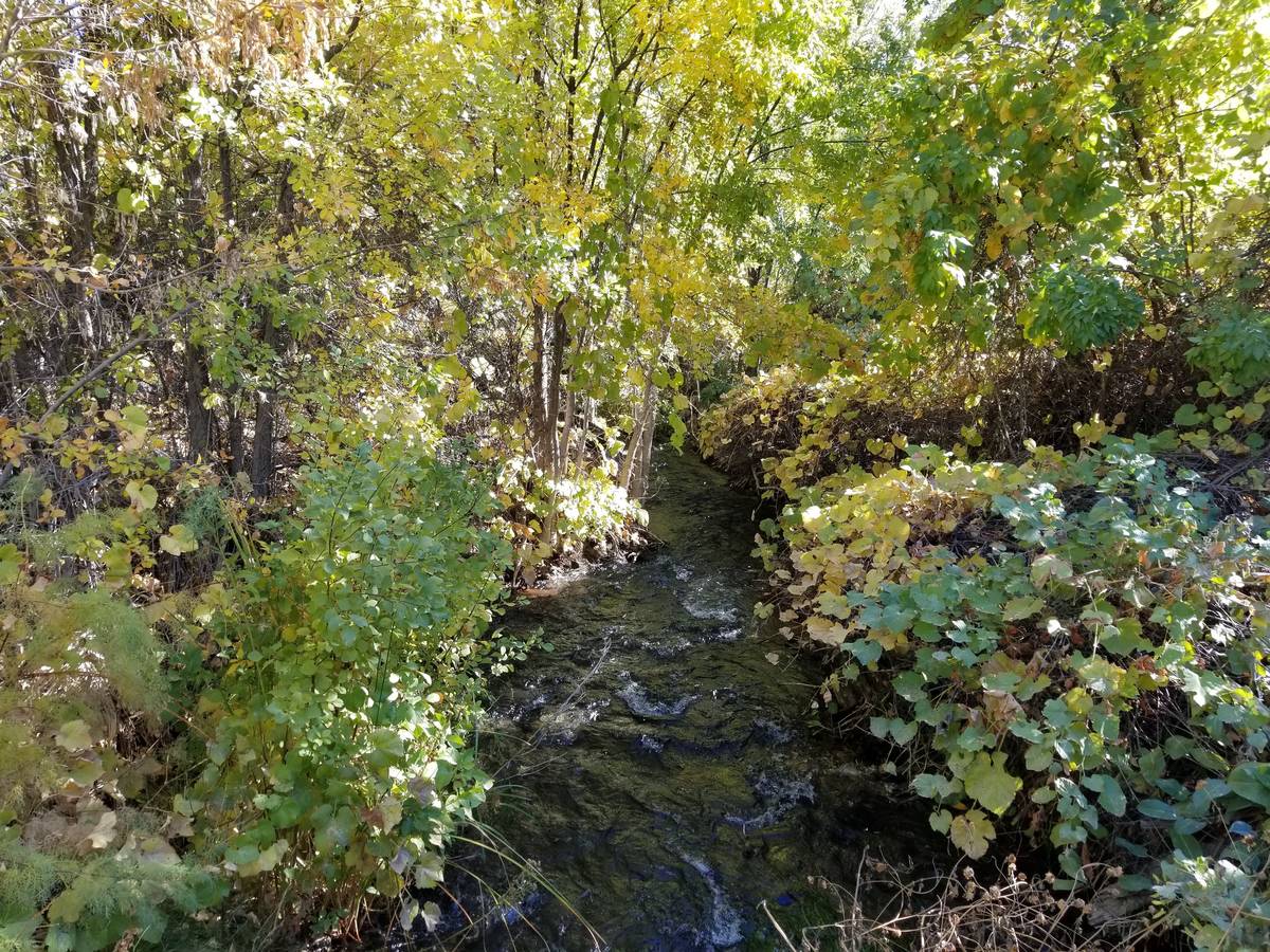 The streams flowing through the Warm Springs Natural Area are an oasis in North America’s dri ...