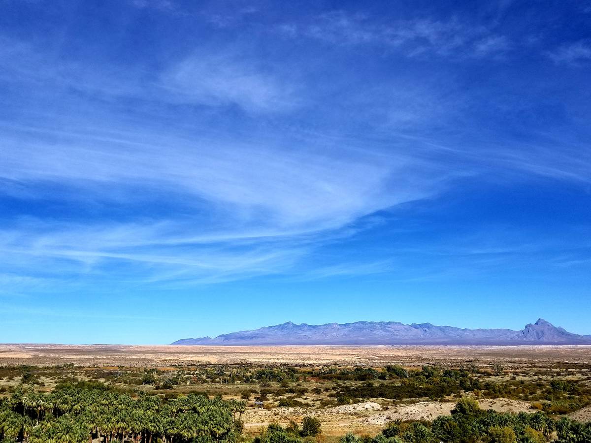 Decades ago, palm trees were planted in the Moapa Valley because of their shade and drought tol ...