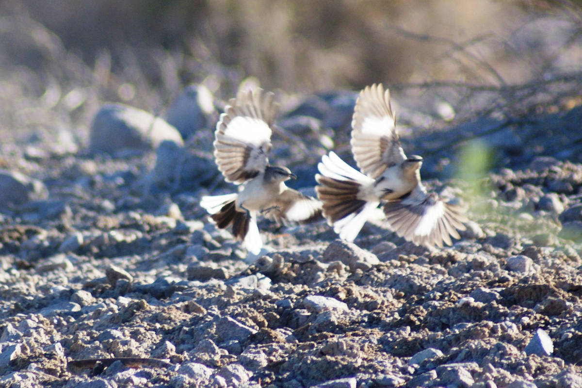 Territorial northern mockingbirds are abundant in a nature park filled with critters and plants ...