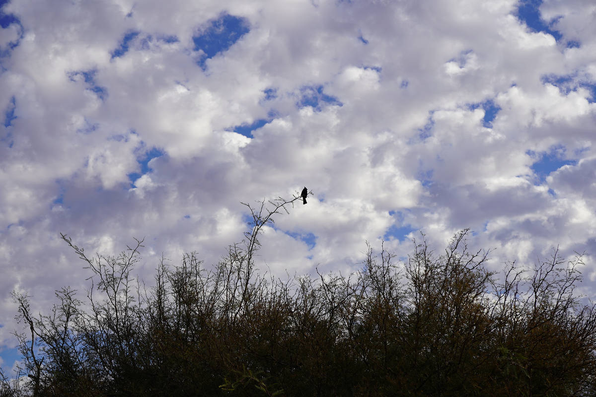 A desert-dwelling phainopepla perches in the urban slice of nature that is Sunset Park's Dunes ...