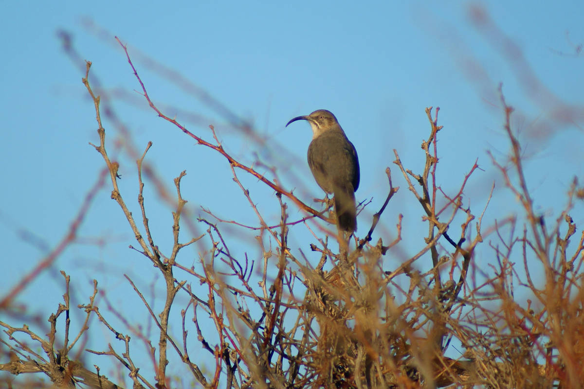 A desert-dwelling crissal thrasher in the bramble of Dunes Discovery Area. (Natalie Burt)
