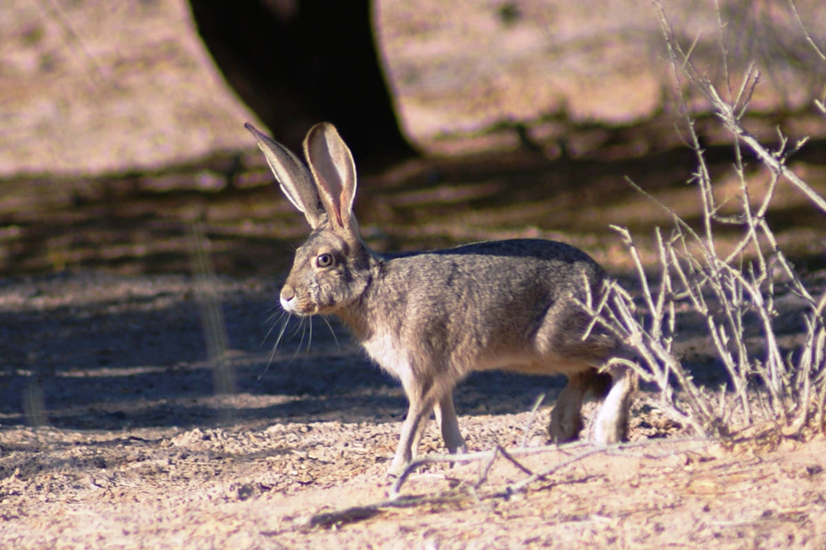 Black-tailed jackrabbit forages for dinner at Sunset Park. (Natalie Burt)