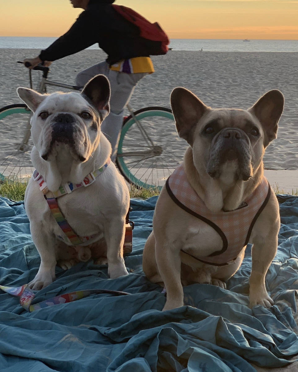 Lady Gaga's dogs Koji and Gustav are shown in the superstar's Twitter post from Friday, Feb. 26 ...