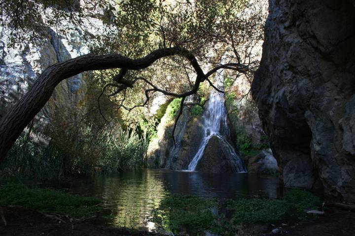 A canopy of tree branches shades the pool below Darwin Falls in Death Valley National Park, Cal ...
