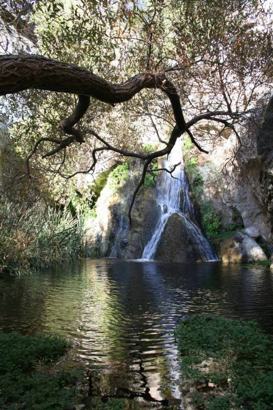 A canopy of tree branches shades the pool below Darwin Falls in Death Valley National Park, Cal ...