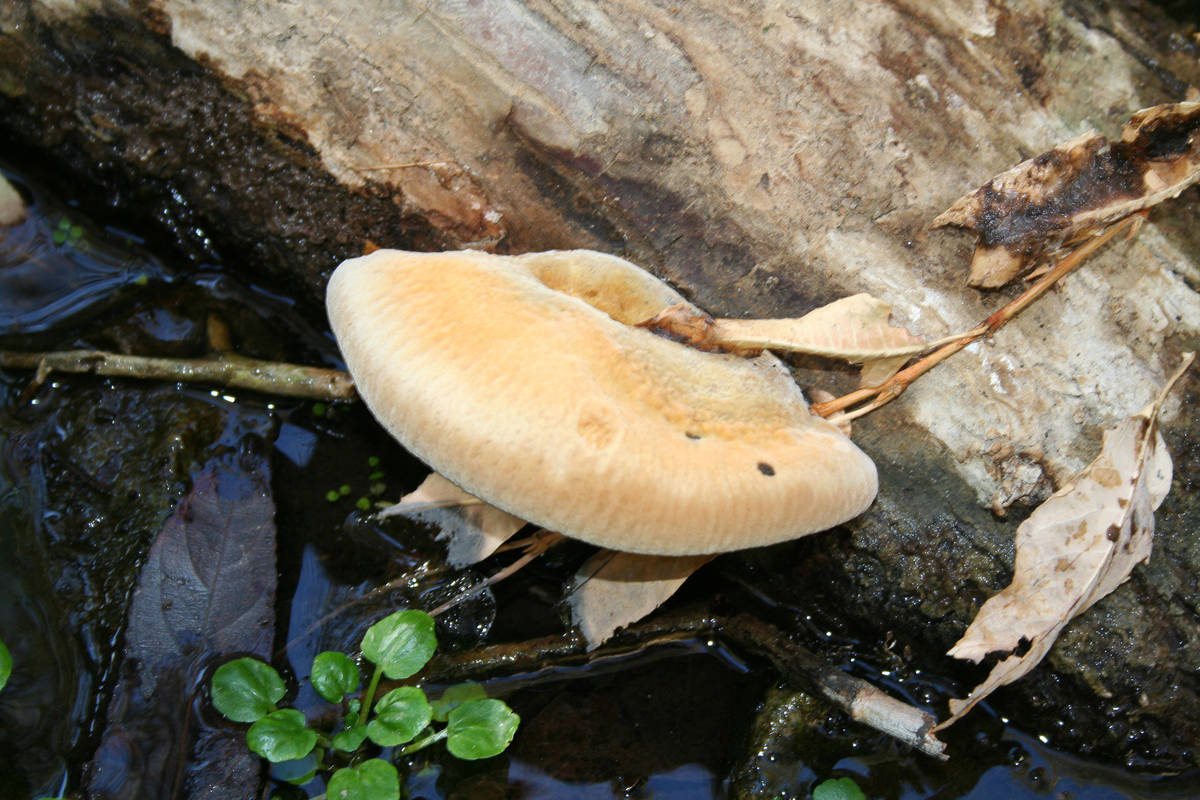 Fungi grows against a log at Darwin Falls in Death Valley. (Deborah Wall)