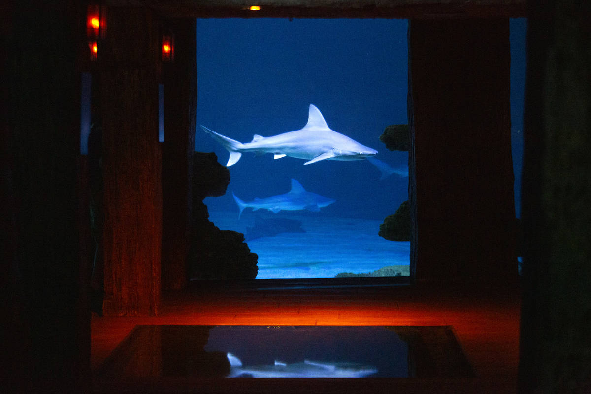 Sharks swim in their aquarium at the Shark Reef Aquarium at Mandalay Bay on Monday, Nov. 30, 20 ...
