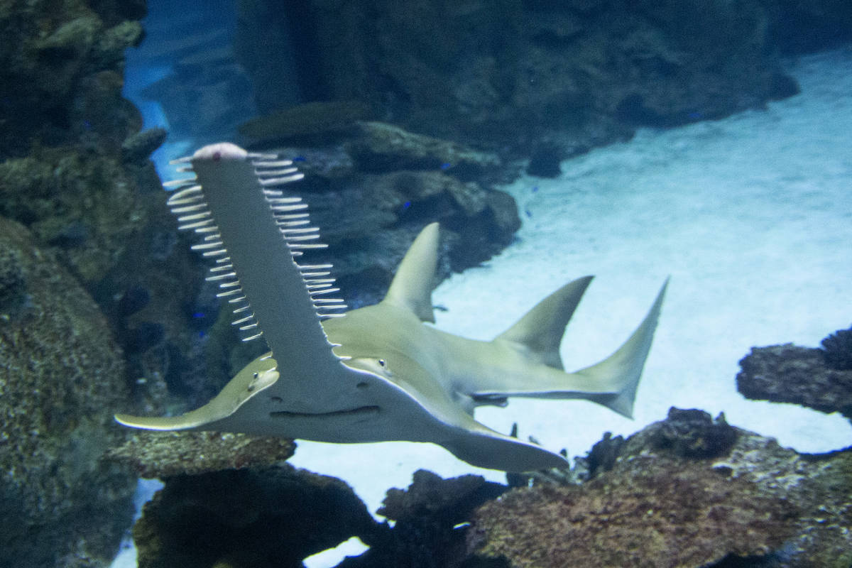 A saw shark swims at the Shark Reef Aquarium at Mandalay Bay on Monday, Nov. 30, 2020, in Las V ...