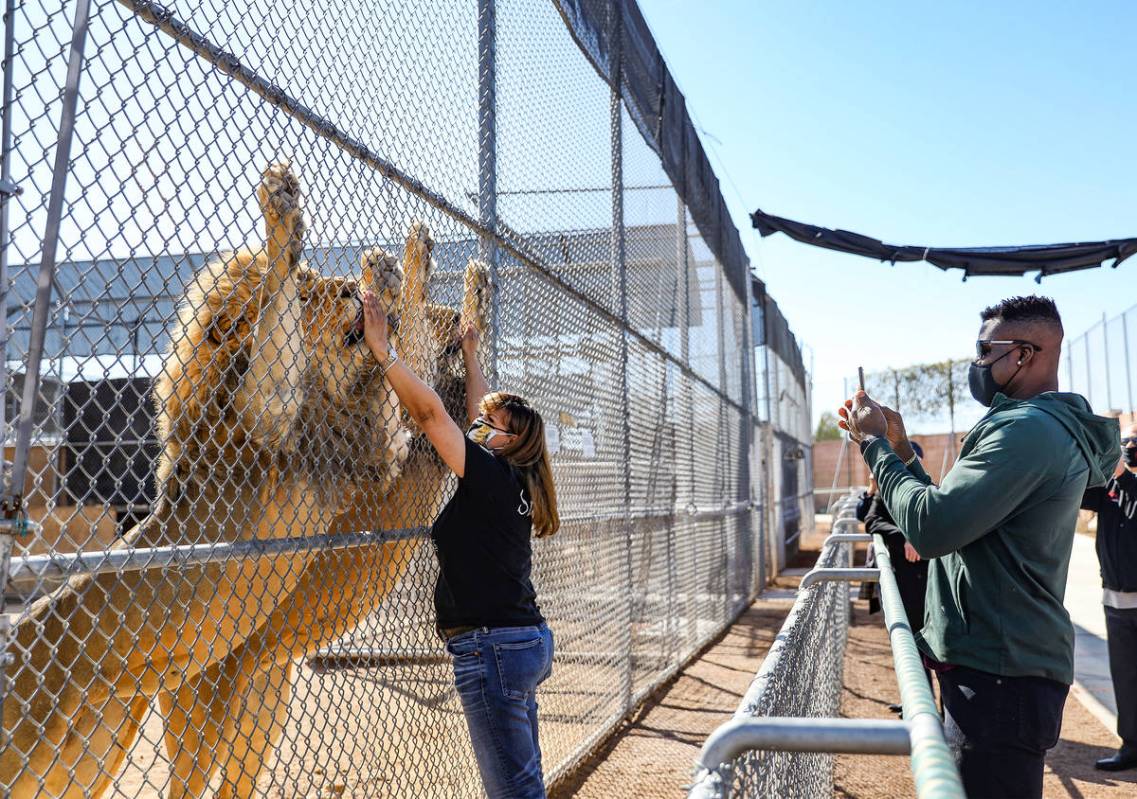 UFC fighter Francis Ngannou takes a photo as keeper Shawn Winston feeds lions Harry and George ...