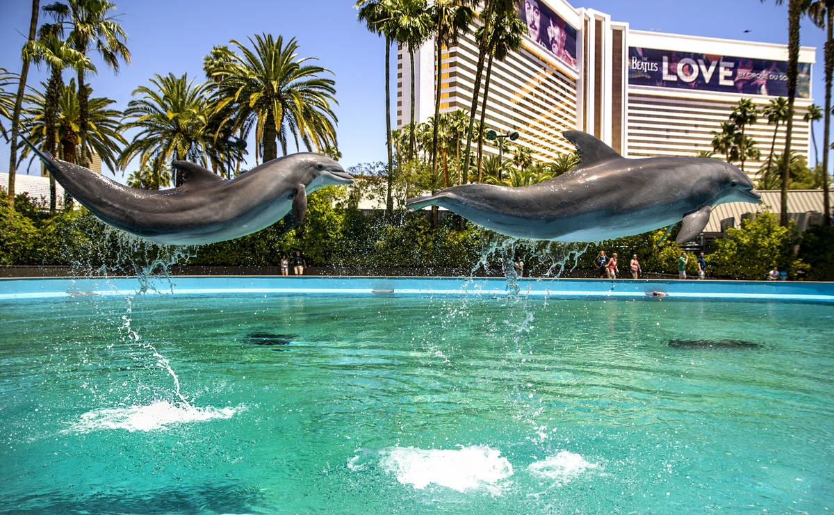 Dolphins leap through the air at the Siegfried & Roy's Secret Garden and Dolphin Habitat at ...