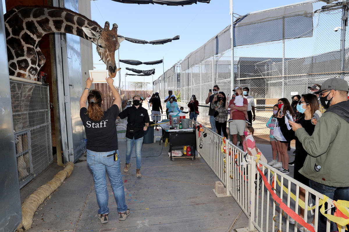 Ozzie the giraffe paints with his art curator Shawn Winston during a week-long celebration of h ...