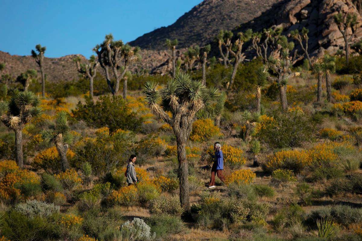 People visit Joshua Tree National Park in California in May 2020. (AP Photo/Jae C. Hong)