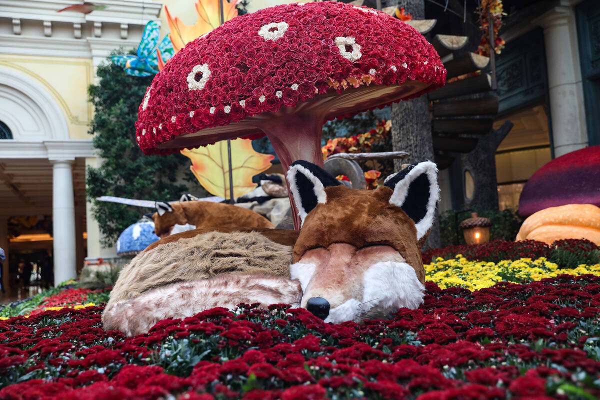 A fox in the south bed in the autumn exhibit “Deeper into the Forest” is on displ ...