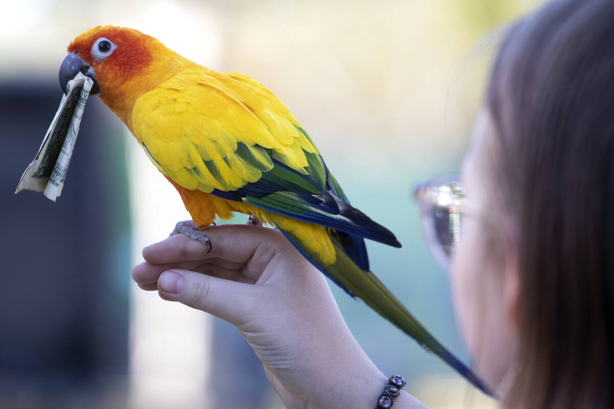 A parrot flies to pick up tips from audience members of a pirate parrot show during the Age of ...