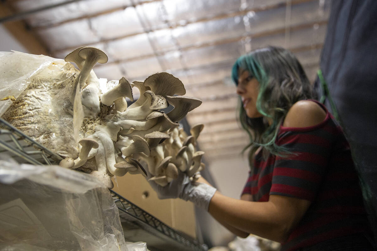 EvaSara Luna, co-owner of Desert Moon Mushrooms, harvests different types of mushrooms at the c ...