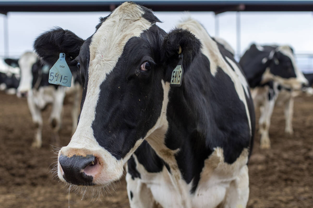 Dairy cows wait in line to be milked at Ponderosa Dairies on Tuesday, Dec. 7, 2021, in Amargosa ...
