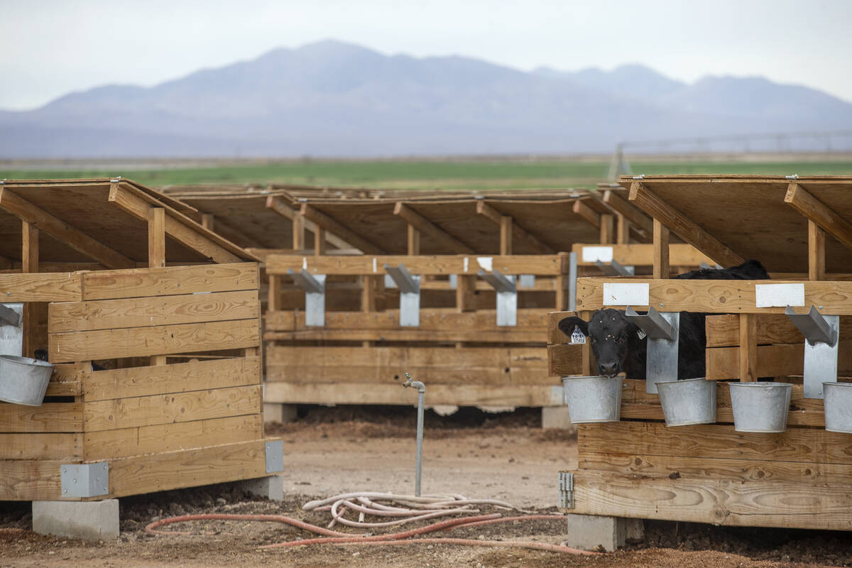 A dairy cow, one of 10,000 at Ponderosa Dairies, feeds at the Amargosa Valley, Nevada farm on T ...