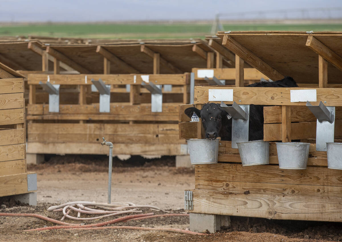 A dairy cow, one of 10,000 at Ponderosa Dairies, feeds at the Amargosa Valley, Nevada farm on T ...