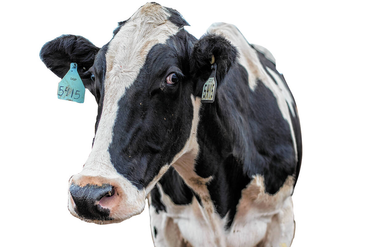 Dairy cows wait in line to be milked at Ponderosa Dairies on Tuesday, Dec. 7, 2021, in Amargosa ...