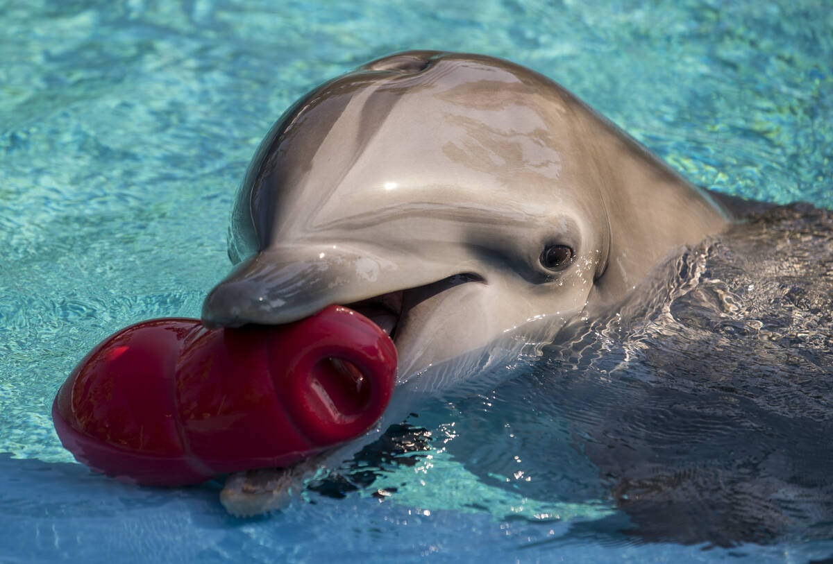 A dolphin plays with a toy within Siegfried & Roy's Secret Garden and Dolphin Habitat on Thursd ...