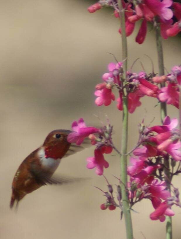 A male rufous hummingbird feeding from penstemon, a favorite hummingbird plant, at Kartchner Ca ...
