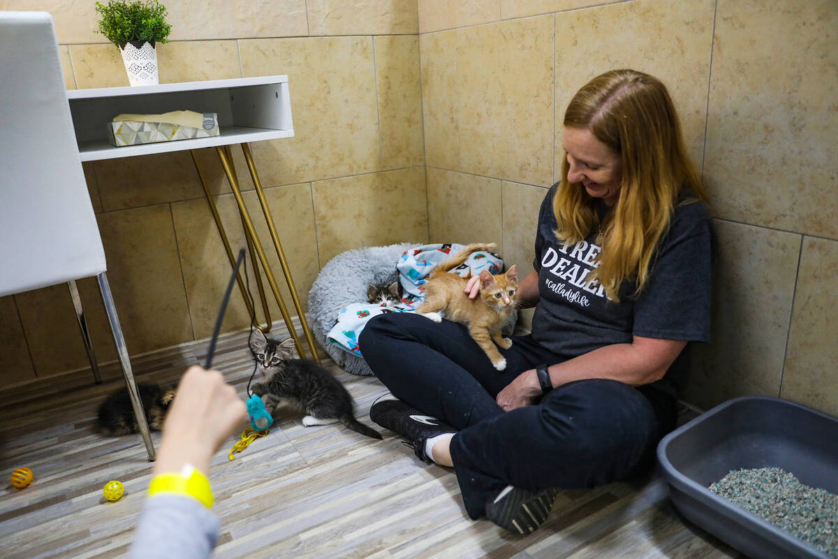 Christa Everhart plays with kittens at the Cat Cafe at Hearts Alive Village, a pet adoption cen ...