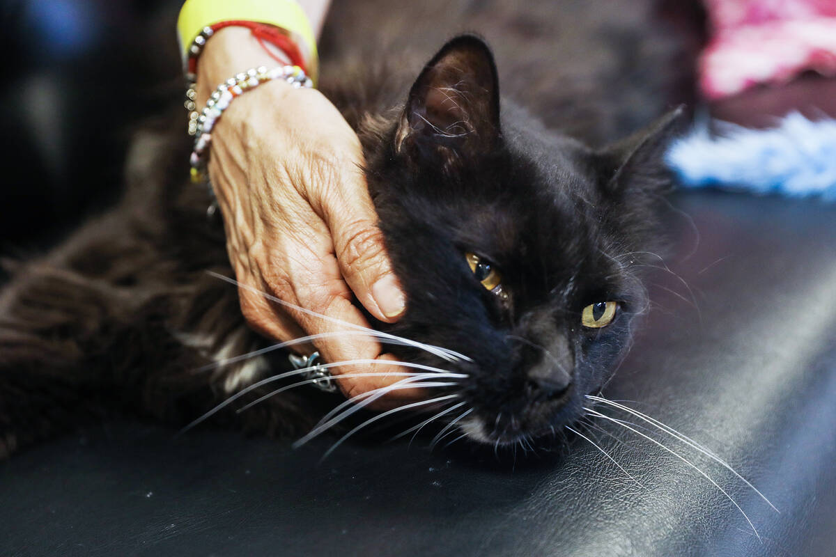 Cristian Falcon pets Leo at the Cat Cafe at Hearts Alive Village, a pet adoption center, in Las ...