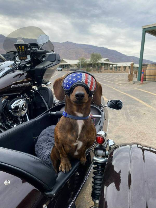 Boudin, Perrazzo and Kirkpatrick’s adorable dachshund, is named after the Cajun-style sausage.
