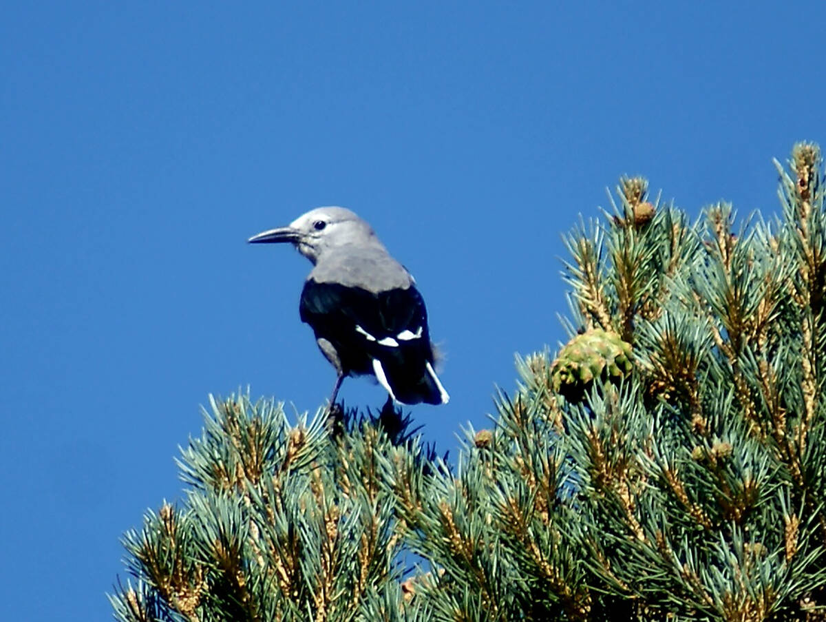 Clark’s nutcrackers can be seen and heard on several paths, including the Bristlecone Tr ...